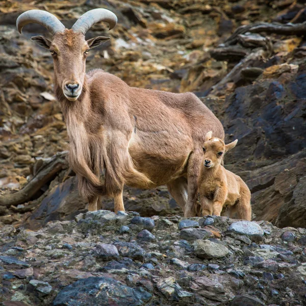 Západní kavkazské tur koza — Stock fotografie