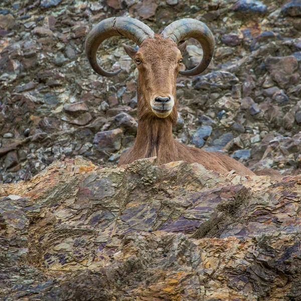 West caucasian tur goat — Stock Photo, Image