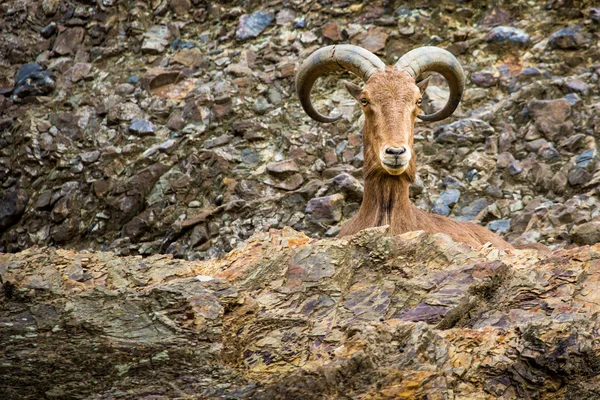 Zachód Koziorożec kaukaski koza — Zdjęcie stockowe