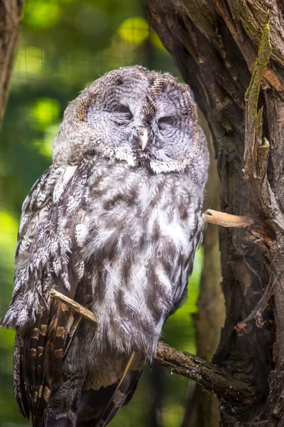 Stort grå Uggla eller Lappuggla, strix nebulosa — Stockfoto