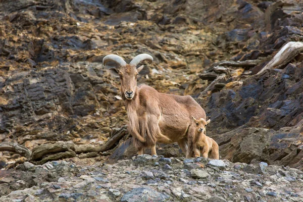 Zachód Koziorożec kaukaski koza — Zdjęcie stockowe