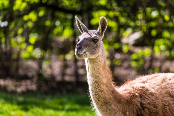 Llama portrait on green natural outdoor background Stock Image