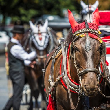 Prag'daki eski Meydanı'nda turistler için bekleyen at arabası.