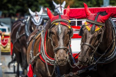 Prag'daki eski Meydanı'nda turistler için bekleyen at arabası.