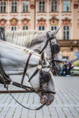Prag'daki eski Meydanı'nda turistler için bekleyen at arabası.