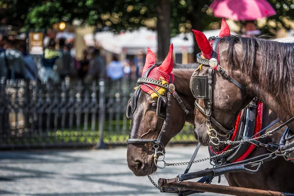 Horse Carriage waiting for tourists at the Old Square in Prague. — Stock Photo, Image