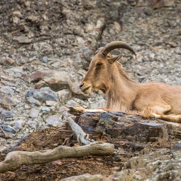 Zachód Koziorożec kaukaski koza w przyrodzie. — Zdjęcie stockowe