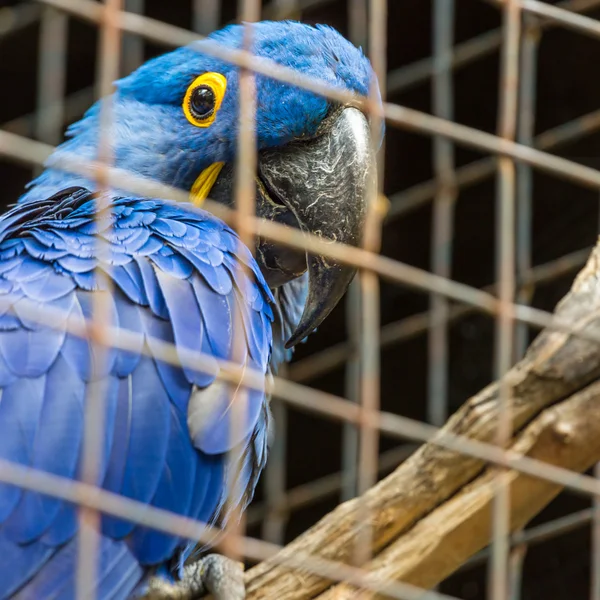 Blauer Hyazinthe-Ara-Papagei im Zoo. — Stockfoto