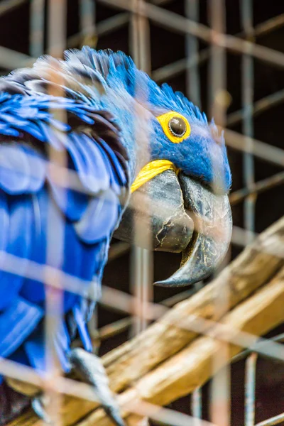 Голубой гиацинтовый попугай в зоопарке . — стоковое фото