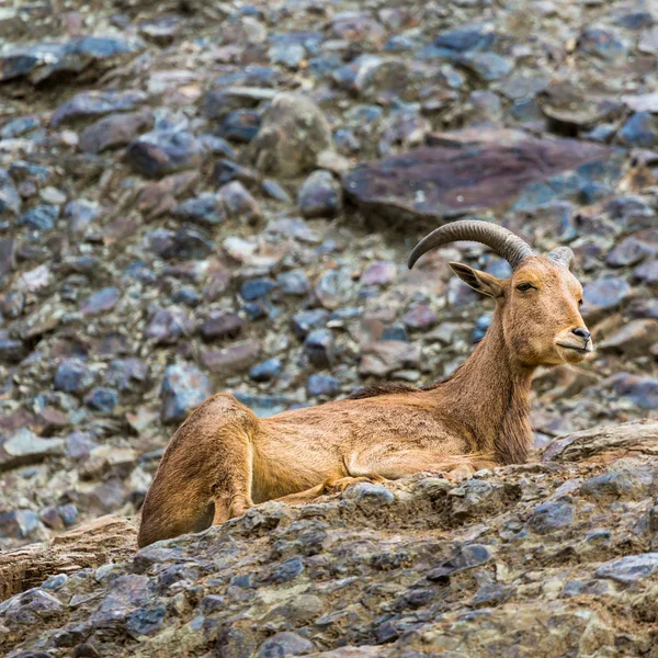 Zachód Koziorożec kaukaski koza w przyrodzie. — Zdjęcie stockowe