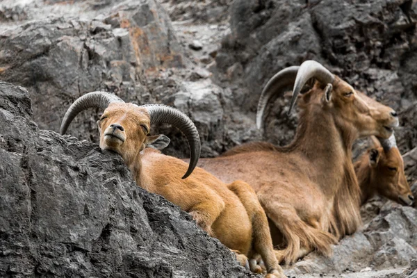 Westkaukasische Turboziege in der Natur. — Stockfoto