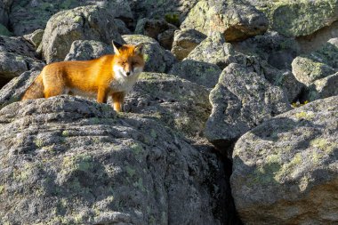 High Tatras dağlarındaki vahşi ortamda kızıl tilki. Slovakya.