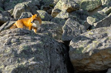 High Tatras dağlarındaki vahşi ortamda kızıl tilki. Slovakya.