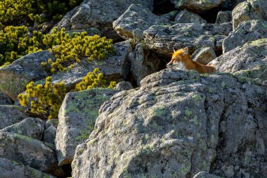 High Tatras dağlarındaki vahşi ortamda kızıl tilki. Slovakya.