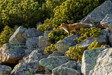 High Tatras dağlarındaki vahşi ortamda kızıl tilki. Slovakya.