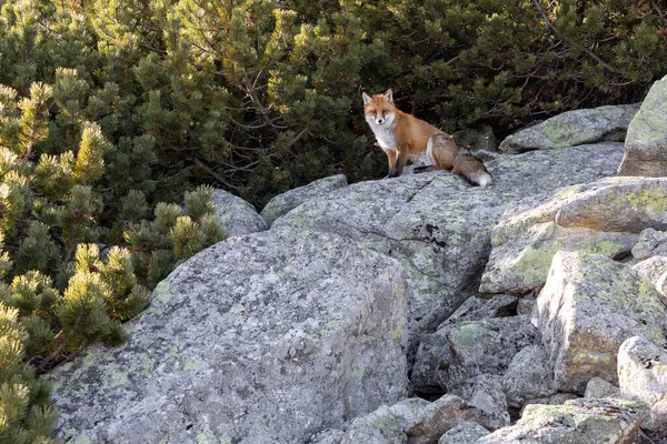 High Tatras dağlarındaki vahşi ortamda kızıl tilki. Slovakya.