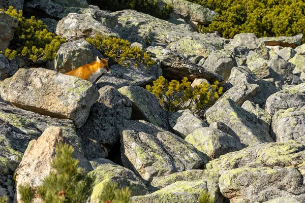 High Tatras dağlarındaki vahşi ortamda kızıl tilki. Slovakya.