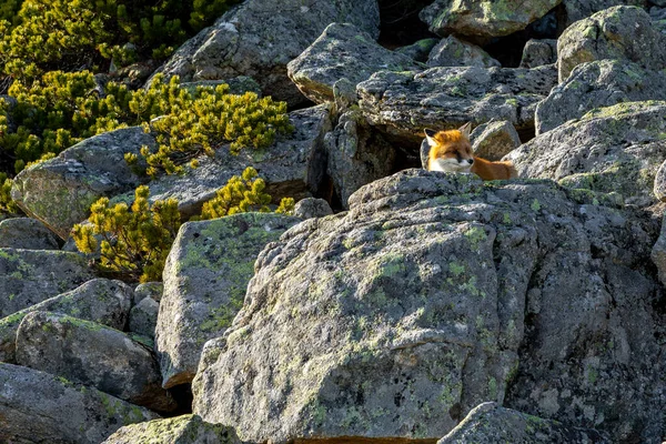 Raposa Gengibre Natureza Nas Montanhas High Tatras Eslováquia — Fotografia de Stock
