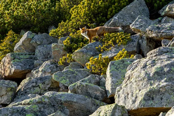 High Tatras dağlarındaki vahşi ortamda kızıl tilki. Slovakya.