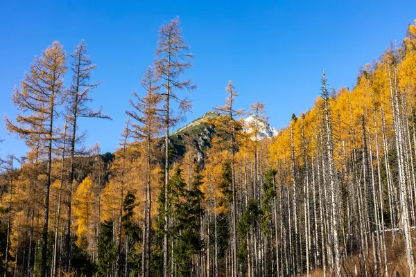 Slowakije Prachtige Herfst Landschap Van Hoge Tatra Trekking Naar Lomnicky — Stockfoto