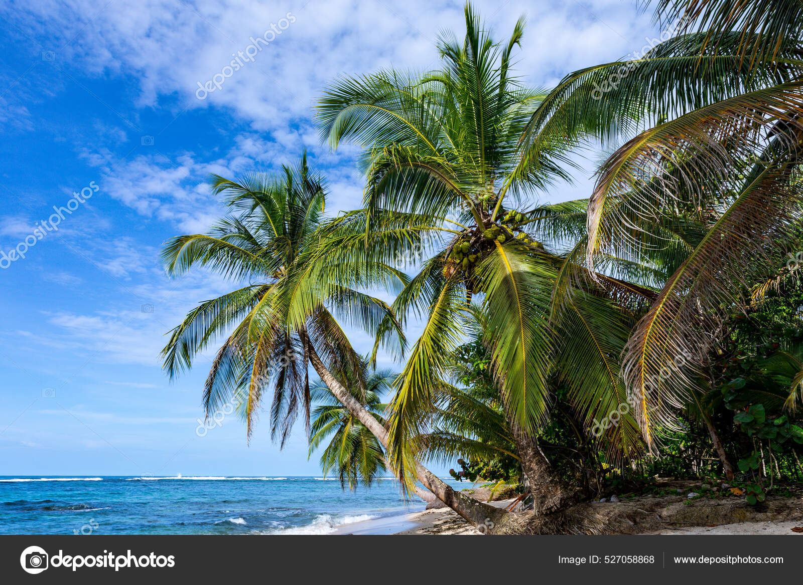 Playa Tropical Pacífica Playa Caribeña Con Palmera Isla Bastimentos Bocas —  Foto de stock #527058868 © Curioso_Travel_Photography, image size:1600x1167