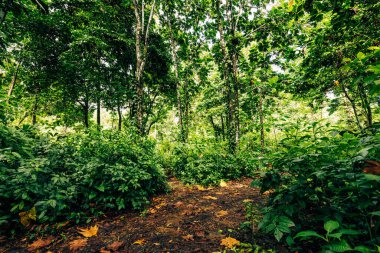 Panama yağmur ormanları. Egzotik manzara. Doğal Tropikal Orman Atmosferi. Orta Amerika. 