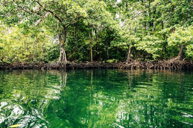 Panama yağmur ormanları. Egzotik manzara. Doğal Tropikal Orman Atmosferi. Orta Amerika. 