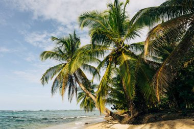 Tropik plaj. Palmiyeli huzurlu Karayip plajı. Bastimentos Adası, Bocas del Toro, Orta Amerika, Panama.
