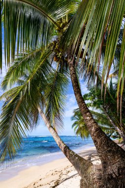 Tropik plaj. Palmiyeli huzurlu Karayip plajı. Bastimentos Adası, Bocas del Toro, Orta Amerika, Panama.