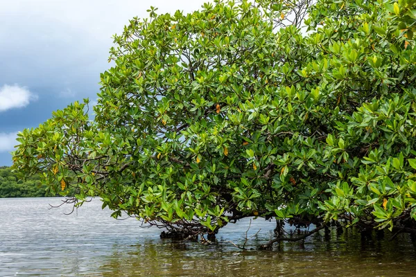 Panama Tropical Island Vue Aérienne Côte Sauvage Luxuriante Jungle Verte — Photo