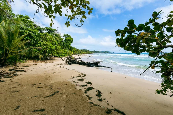 Tropik plaj. Palmiyeli huzurlu Karayip plajı. Bastimentos Adası, Bocas del Toro, Orta Amerika, Panama.