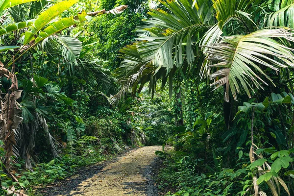 Panama. Tropikal Ada Hava Manzarası. Vahşi sahil şeridi yemyeşil egzotik orman. Bastimentos Adası 'ndaki Kızıl Kurbağa Sahili, Bocas del Toro, Orta Amerika, Panama.