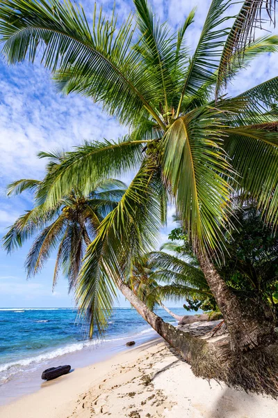 야자나무가 카리브해 Bastimentos Island Bocas Del Toro Central America Panama — 스톡 사진