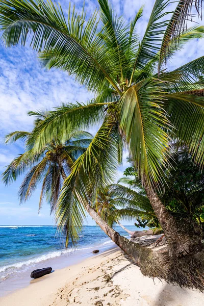 Plage Tropicale Plage Paisible Des Caraïbes Avec Palmier Bastimentos Island — Photo