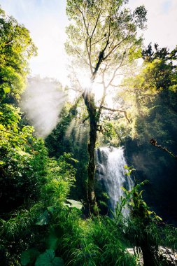 Boquete, Panama yakınlarında kayıp şelale yürüyüş yolu. Tropik yağmur ormanları.