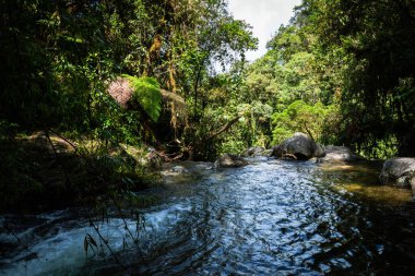 Boquete, Panama yakınlarında kayıp şelale yürüyüş yolu. Tropik yağmur ormanları.