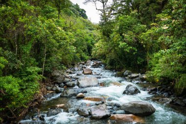 Boquete, Panama yakınlarında kayıp şelale yürüyüş yolu. Tropik yağmur ormanları.