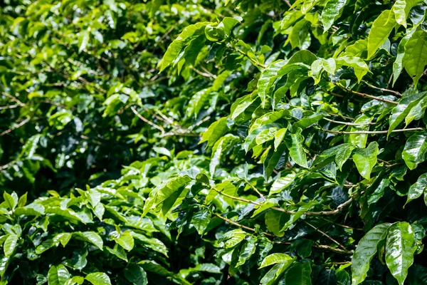 Floresta Tropical Panamá Paisagem Exótica Atmosfera Natural Floresta Tropical América — Fotografia de Stock