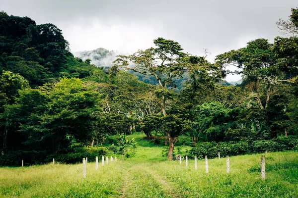 Förlorade Vattenfall Vandringsled Nära Boquete Panama Tropisk Regnskog — Stockfoto