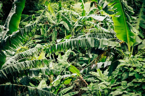 Verloren Watervallen Wandelpad Bij Boquete Panama Tropisch Regenwoud — Stockfoto