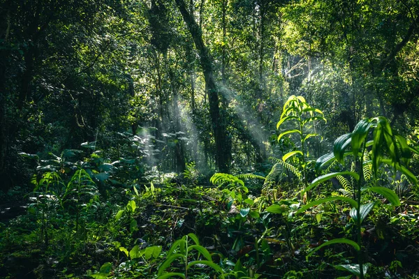 Chemin Randonnée Des Chutes Eau Près Boquete Panama Forêt Tropicale — Photo