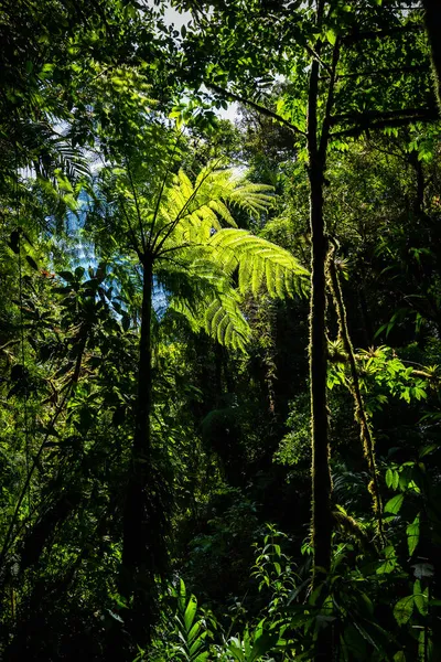 Lost Waterfalls Hiking Trail Boquete Panama Tropical Rainforest — Stock Photo, Image