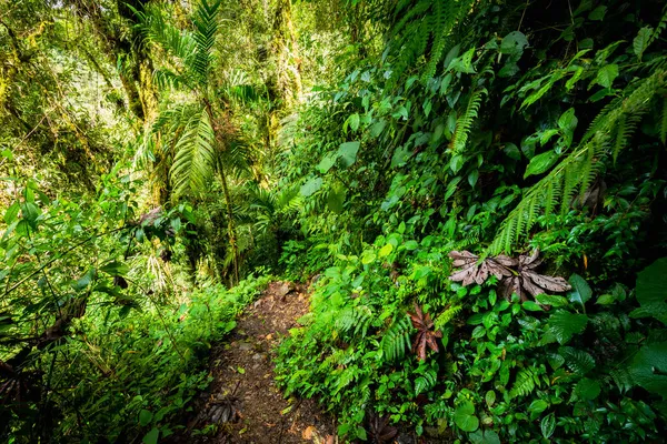 Sentiero Escursionistico Lost Waterfalls Vicino Boquete Panama Foresta Pluviale Tropicale — Foto Stock