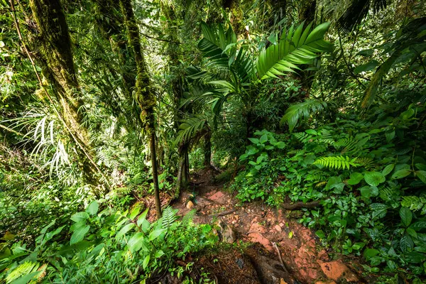 Втрачені Водоспади Йдуть Стежці Поблизу Бокете Панама Тропічний Ліс — стокове фото
