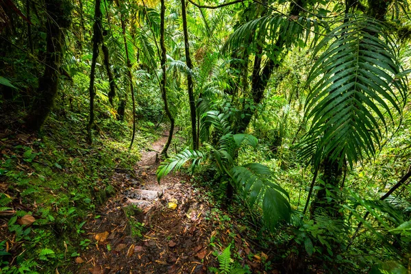 Lost Waterfalls hiking trail near Boquete, Panama. Tropical rainforest.