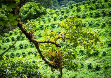 Panama yağmur ormanları. Egzotik manzara. Doğal Tropikal Orman Atmosferi. Orta Amerika. 