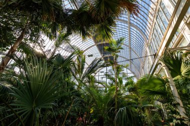 GOTHENBURG, SVEDEN - 24 Temmuz 2021: cam sera. Halka açık Palm House, Göteborg Bahçe Topluluğu 24 Temmuz 2021.