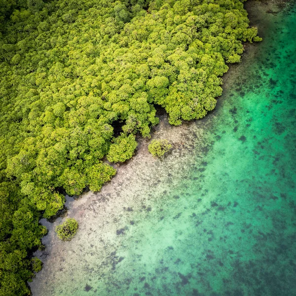 Panama Tropical Island Aerial View Costa Selvagem Exuberante Selva Verde — Fotografia de Stock