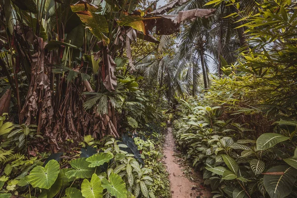 Панамский Тропический Лес Экзотический Пейзаж Естественная Тропическая Лесная Атмосфера Центральная — стоковое фото