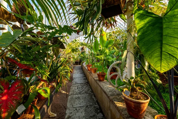 Gothenburg Sweden July 2021 Glass Greenhouse Public Palm House Garden — Foto Stock